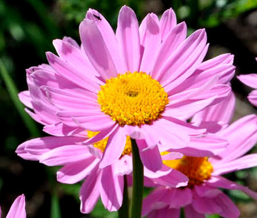PYRETHRUM ROSE Chrysanthemum Coccineum – 100 Seeds