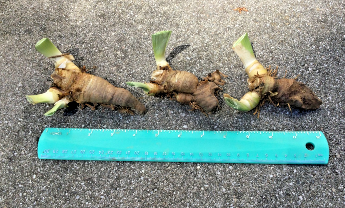 LOT of 3 Tall Dark Purple Old Fashioned Bearded Iris Rhizomes Bulbs