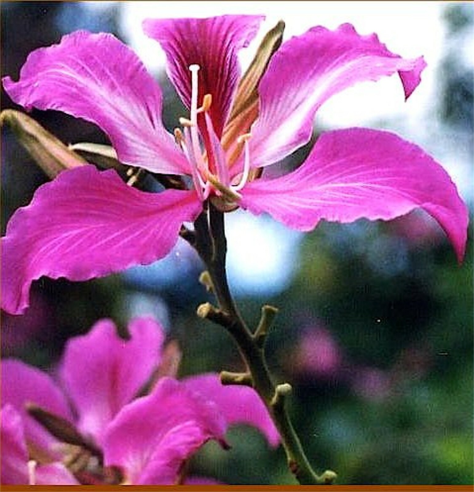 Bauhinia Purpurea, Pink/Purple Orchid Flowering Tree Camel’s Foot 10 Seeds