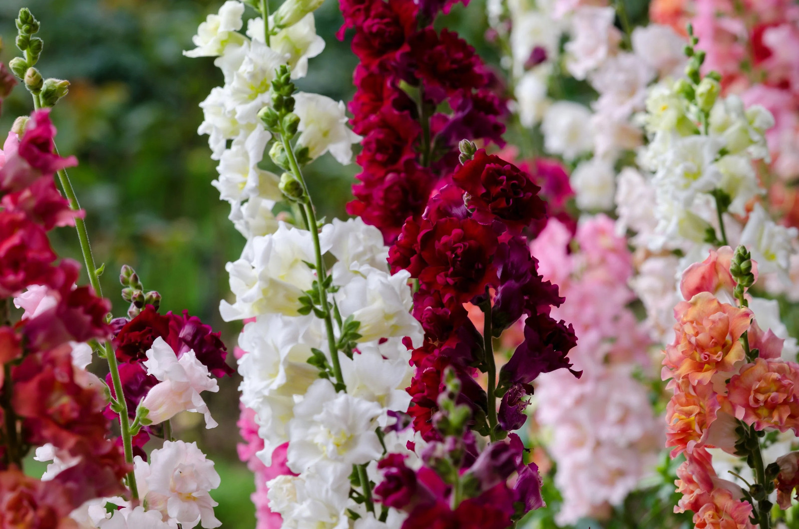 25 Double MADAME BUTTERFLY SNAPDRAGON Mixed Colors Antirrhinum Majus Flower