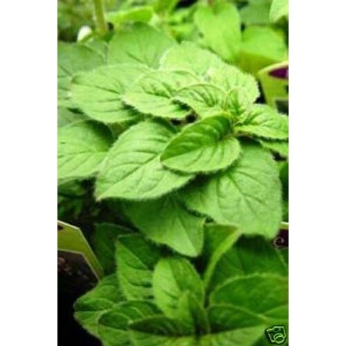 Oregano Italian Great Garden Herb By Seed Kingdom 20,000