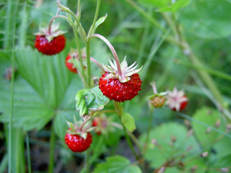 lot of 5 Wild Woodland Strawberry LIVE bare root Rhizomes~Edible fruit ~HARDY