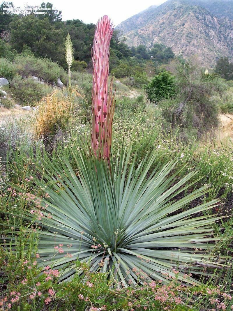(500) Chaparral Yucca Seeds (Hesperoyucca whipplei)(Our Lord’s Candle)