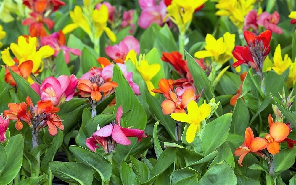20+ Mixed Canna Lily Seeds Green Leaves Tropical Flowers Perennial Flowers Ga…