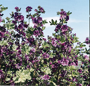 Malva sylvestris Mauritania 1,000 seeds