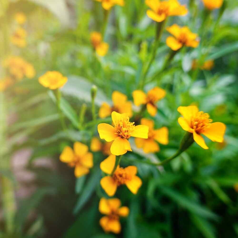 TARRAGON SEEDS, 100 Seeds, Artemisia Dracunculus, Culinary / Medicinal Herb