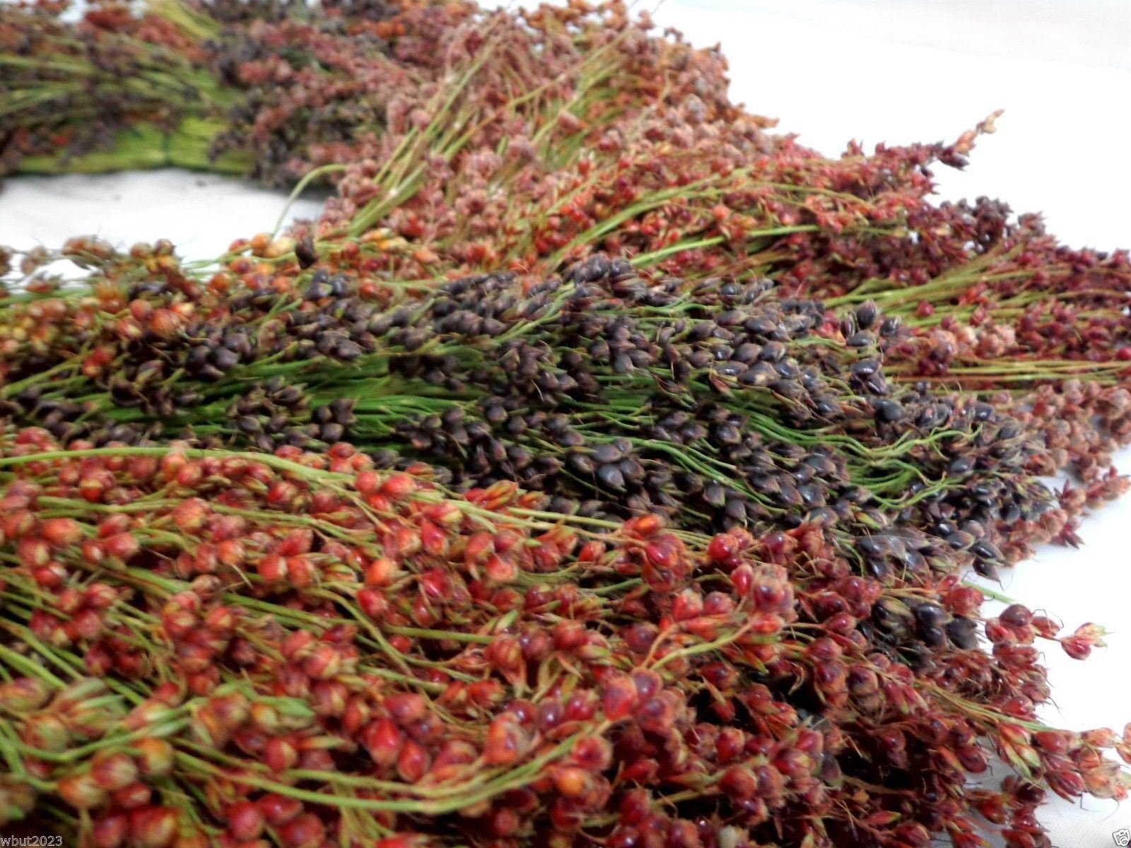 BROOM CORN SEEDS – Sorghum vulgar Mixed,Cream,Gold,Red, Brown,Burgundy and More(