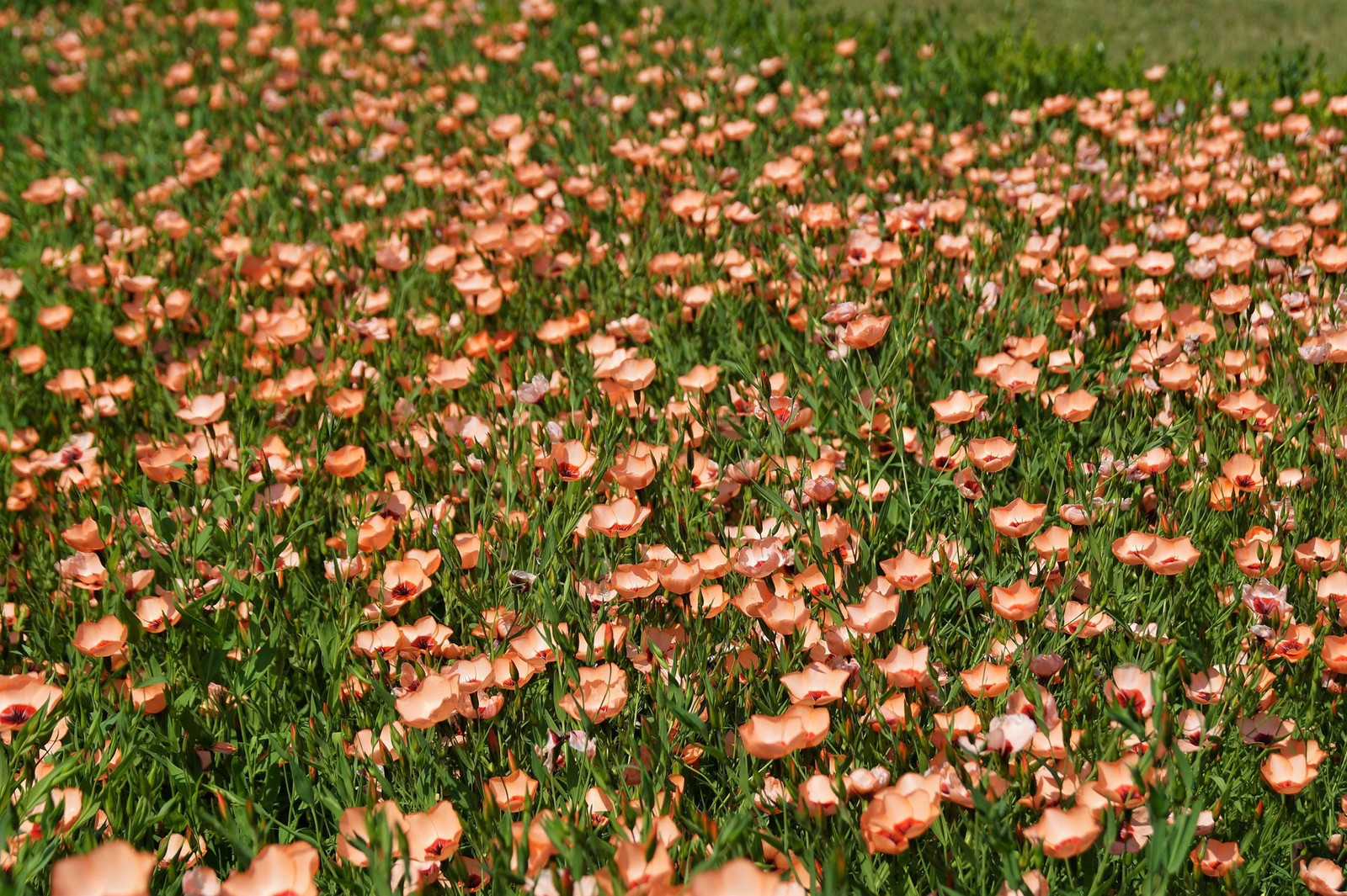 50 SALMON FLAX Linum Grandiflorum 1″ Salmon Pink Flower with Red Eyes Seeds