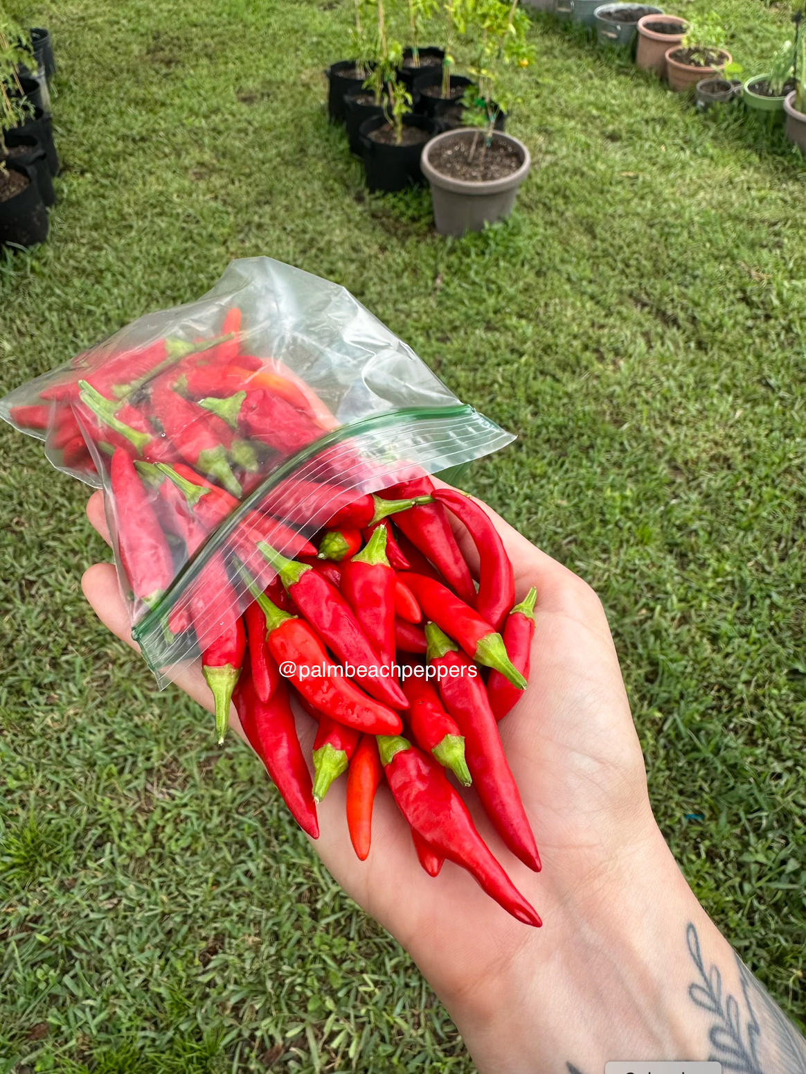 Seeds – Red HOT Chili Peppers – Organic, homegrown, Ships from Florida