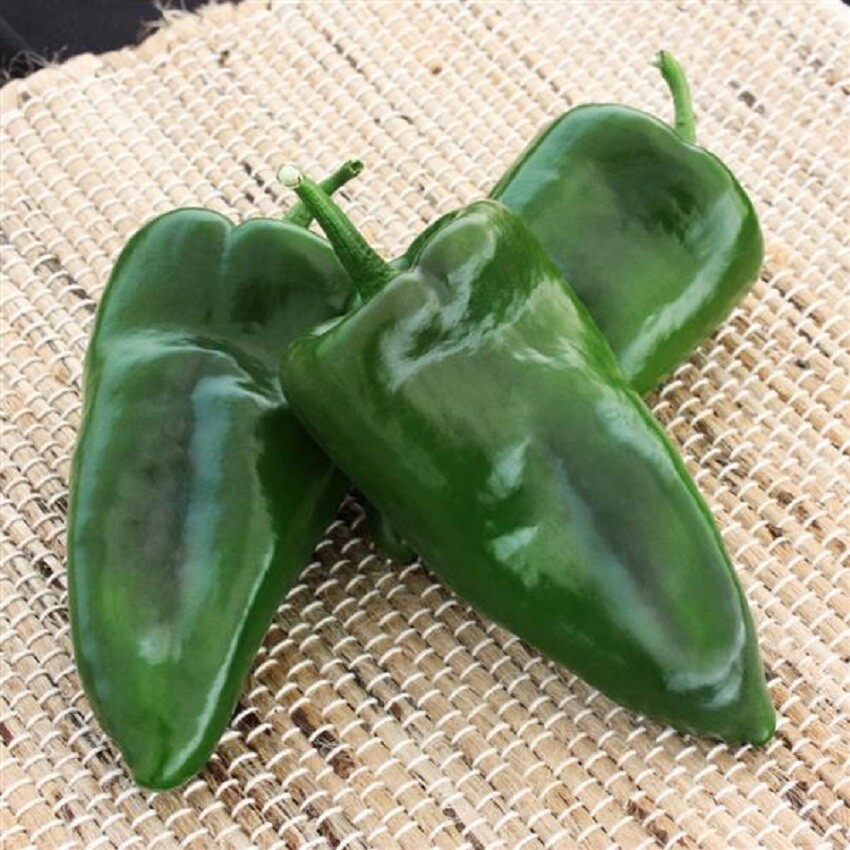 Pepper Seeds 25 Seeds Alteno Pepper Poblano Pepper Hot Pepper NEW VARIETY