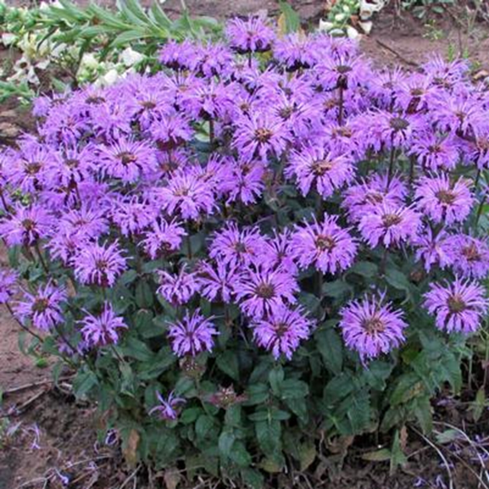 100 Blue Moon Bee Balm Seeds Flowers Seed Butterflies Bees Hummingbird US SELL