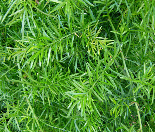 ASPARAGUS FERN Asparagus Densiflorus Sprengeri – 100 Bulk Seeds