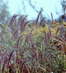 Elymus canadensis 2,000 seeds