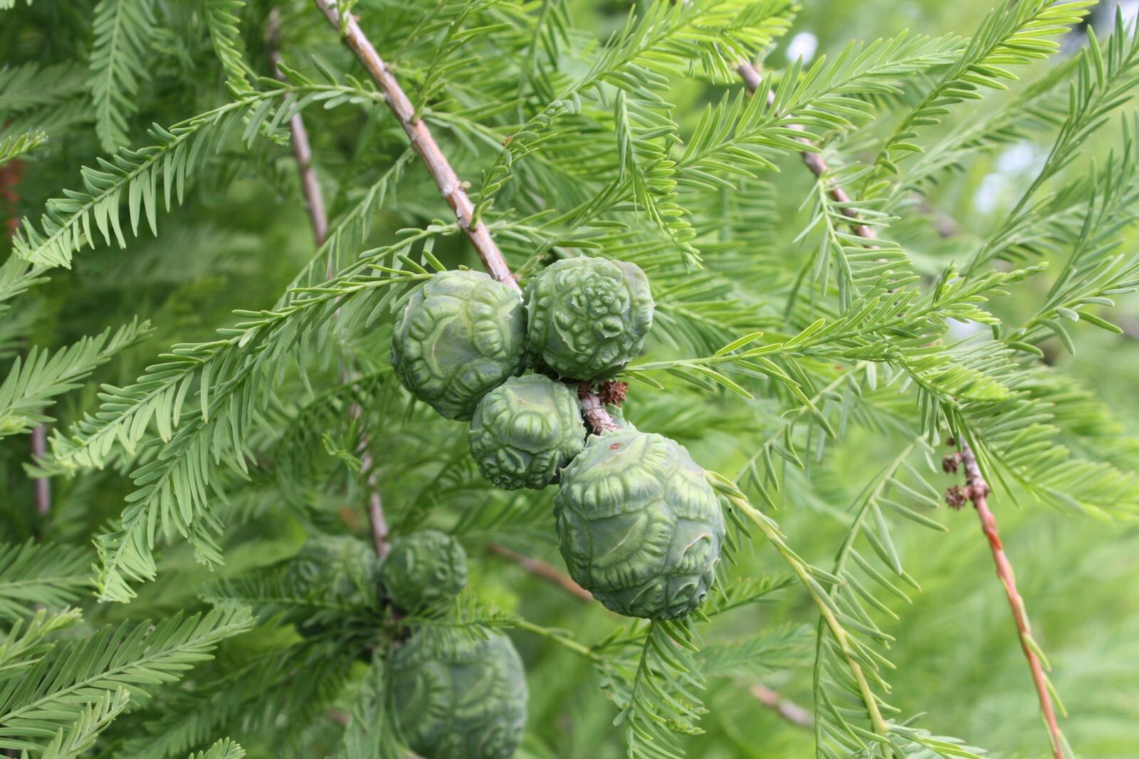 Northern Bald Cypress Tree | Premium Seeds | Taxodium distichum ‘Fall’ | Plants’