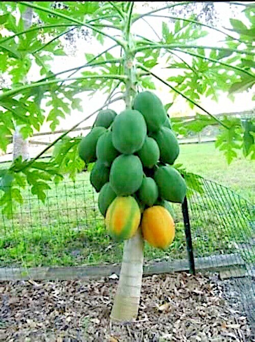 100 “DWARF SOLO WAIMANALO TREE SEEDS” (Carica Papaya) Fast Fruit Houseplant