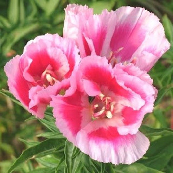 50+ Clarkia Pink Bi-Color Flower Seeds / Reseeding Annual / Godetia