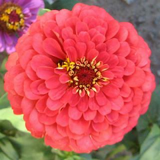 Zinnia Benary Giant Coral 250 seeds