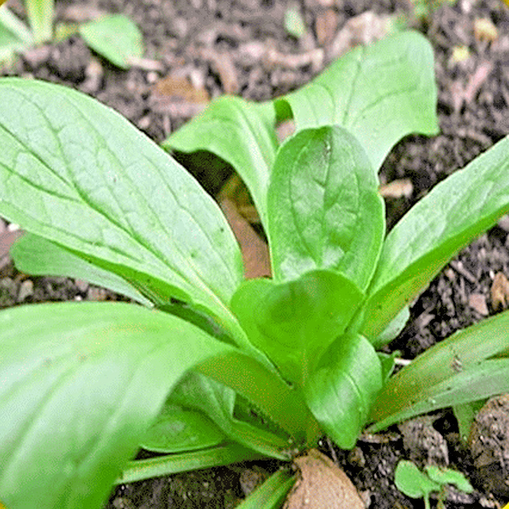 600+Dutch CORN SALAD Seeds Organic Lambs Lettuce Mache Garden Patio Container