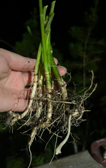 Jerusalem Artichoke (Helianthus tubersosus) Live Plant, Earth Apple or Sunchoke