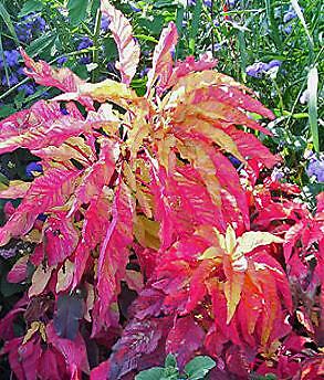 Amaranthus Flaming Fountain 2,000 seeds