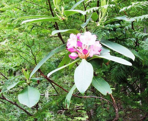 Rhododendron macrophyllum | Coast Rhododendron | California Rose-Bay | 25 Seeds
