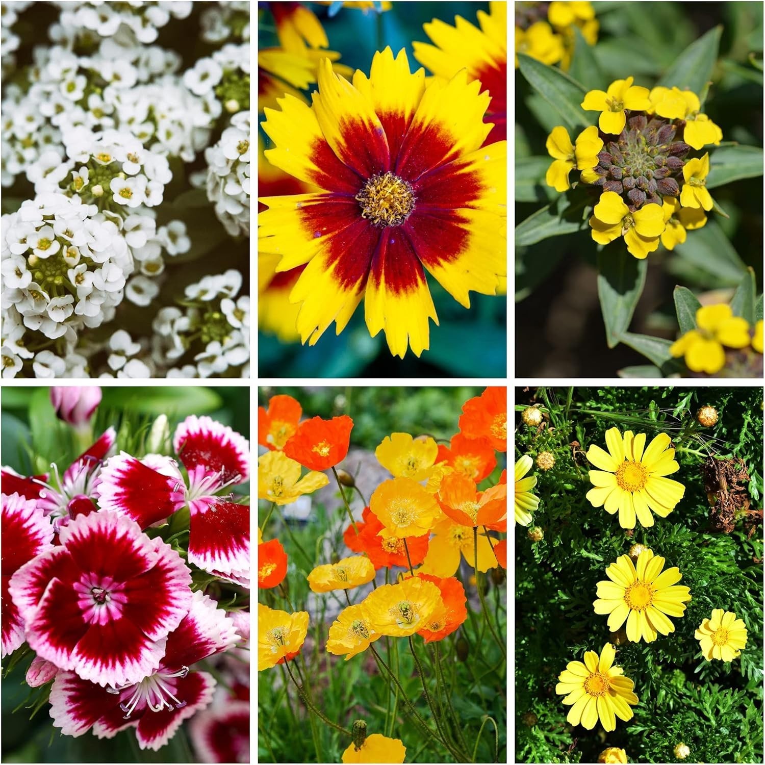 80,000+ Non-GMO Wildflower Seeds – Drought-Resistant Blend for Beautiful Gardens