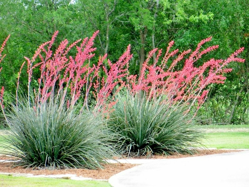 25 RED YUCCA SEEDS – Hesperaloe parviflora