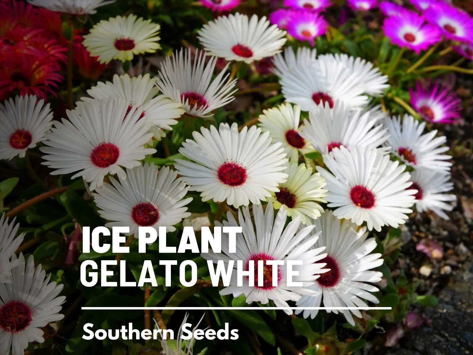 Ice Plant, White – 200 Seeds – Heirloom Flower (Dorotheanthus bellidiformis)