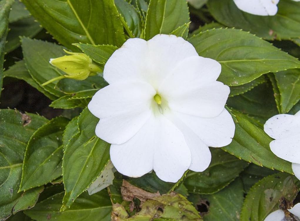 100 Dwarf White Impatiens Seeds for Shade Gardens and Containers