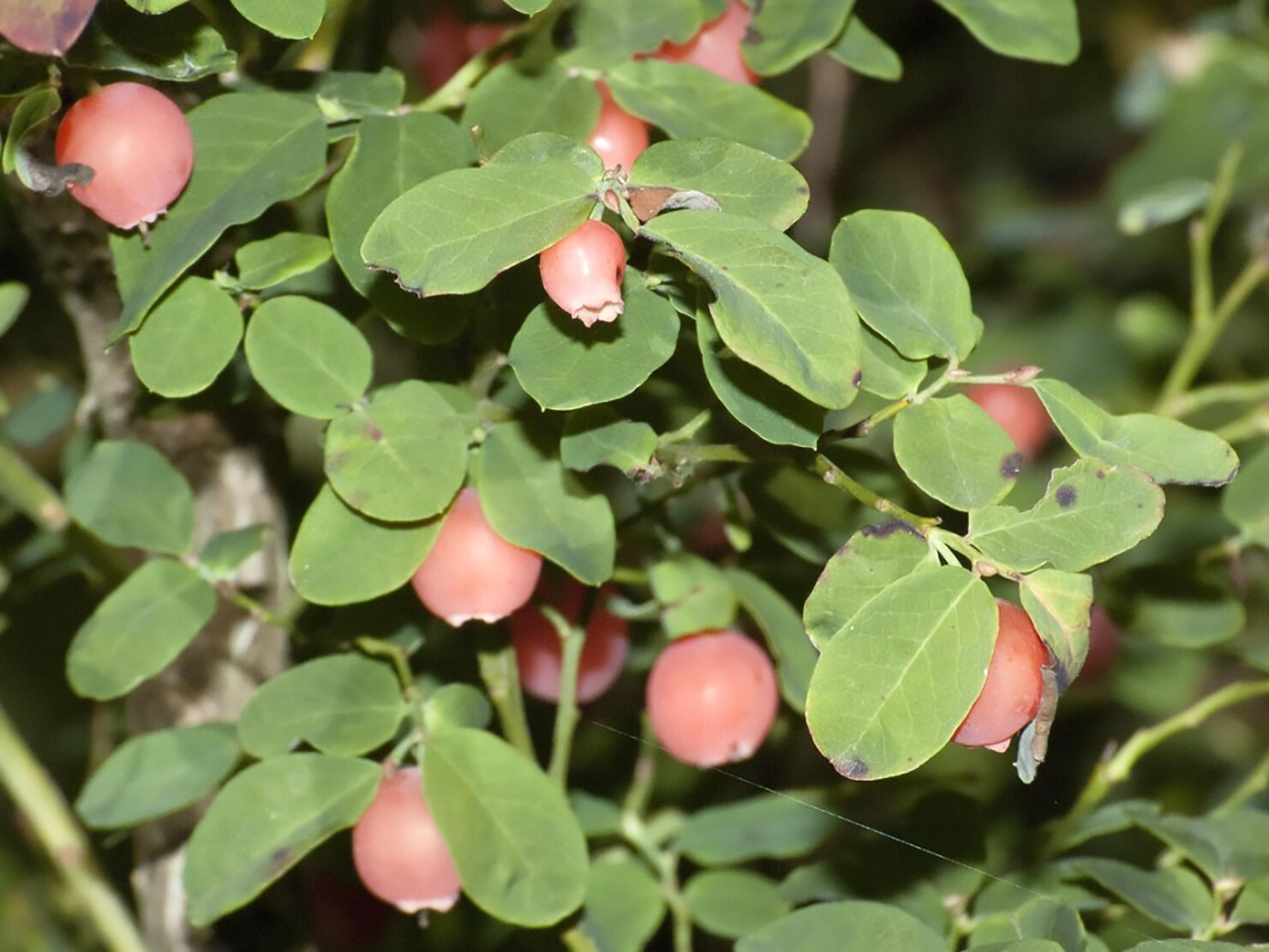 Red Huckleberry, Vaccinium Parvifolium, Shrub Seeds (Edible, Hardy, Fall Colors)