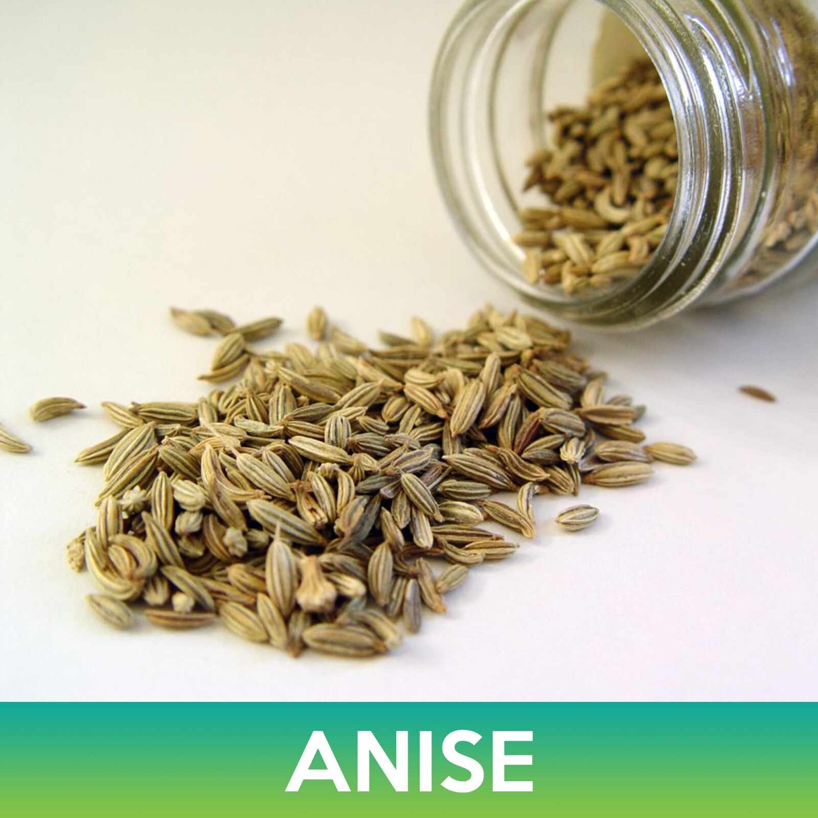 Anise Seeds, Pimpinella Anisum, Combined Shipping on 500+ Seed Varieties!