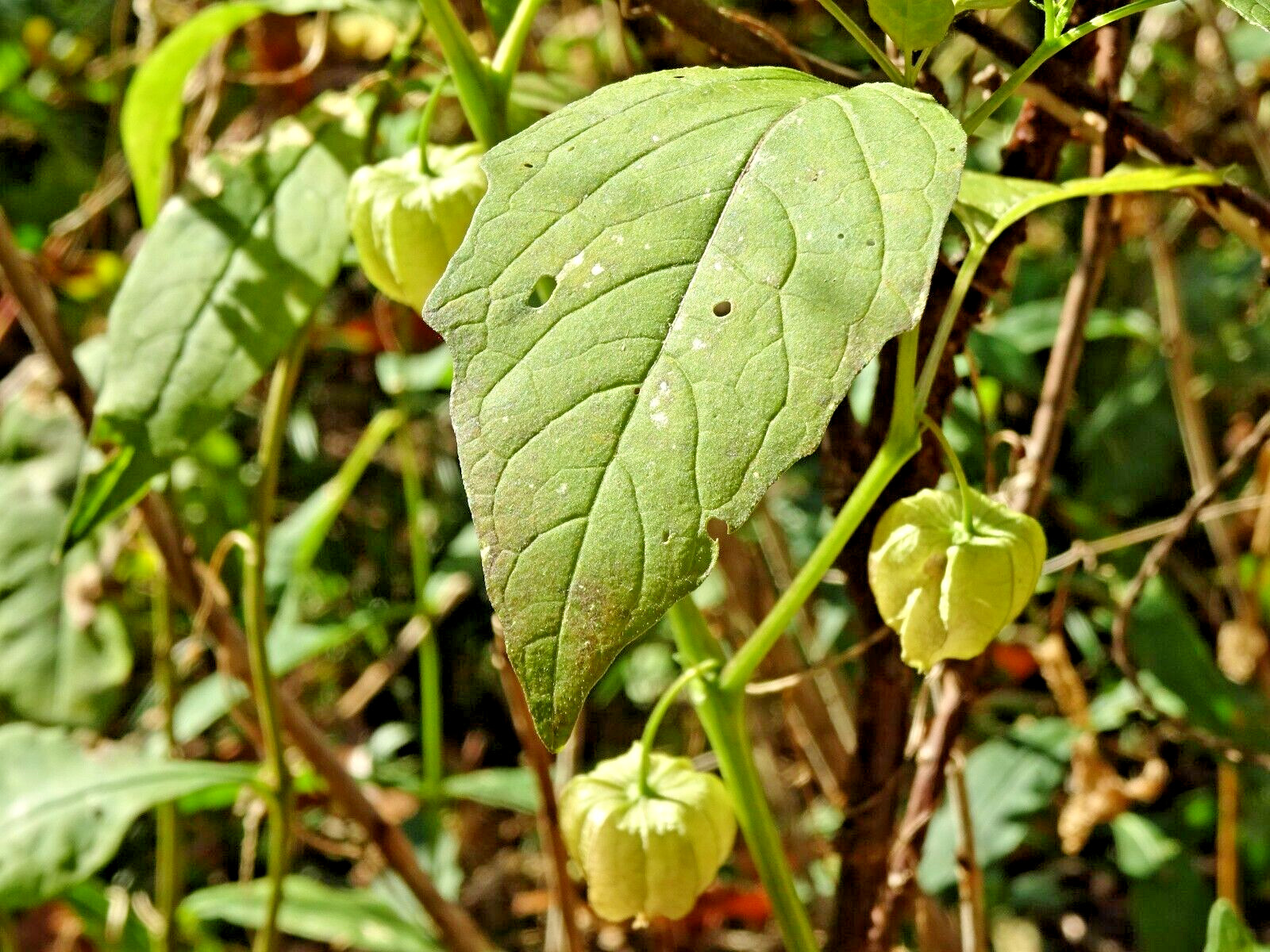 Virginia groundcherry Physalis virginiana Native Perennial Medicinal 25 seeds