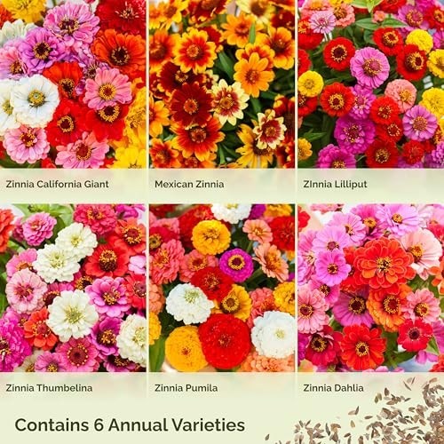 Zinnia Seeds Mix for Planting – 1 lb Non-GMO Flower Seeds, 6 Varieties, 480K+ Se