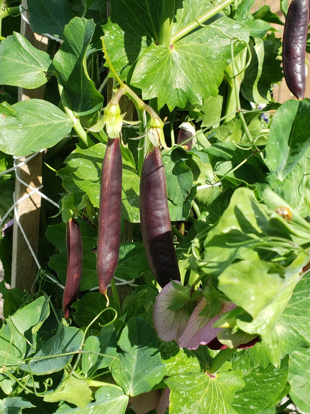 Royal Snap purple snap pea seeds Non-GMO, 40 Seeds