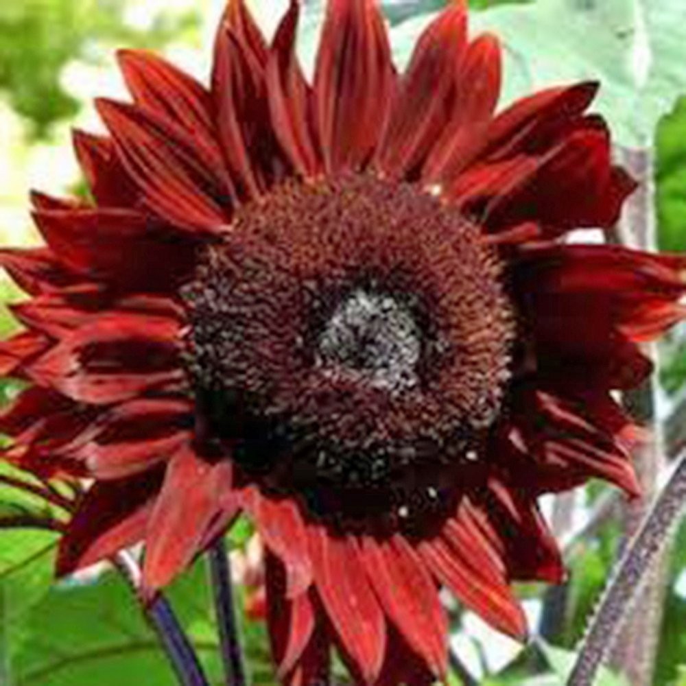 Sunflower, Red Sun, 20+ Seeds, Beautiful Bright Red Blooms