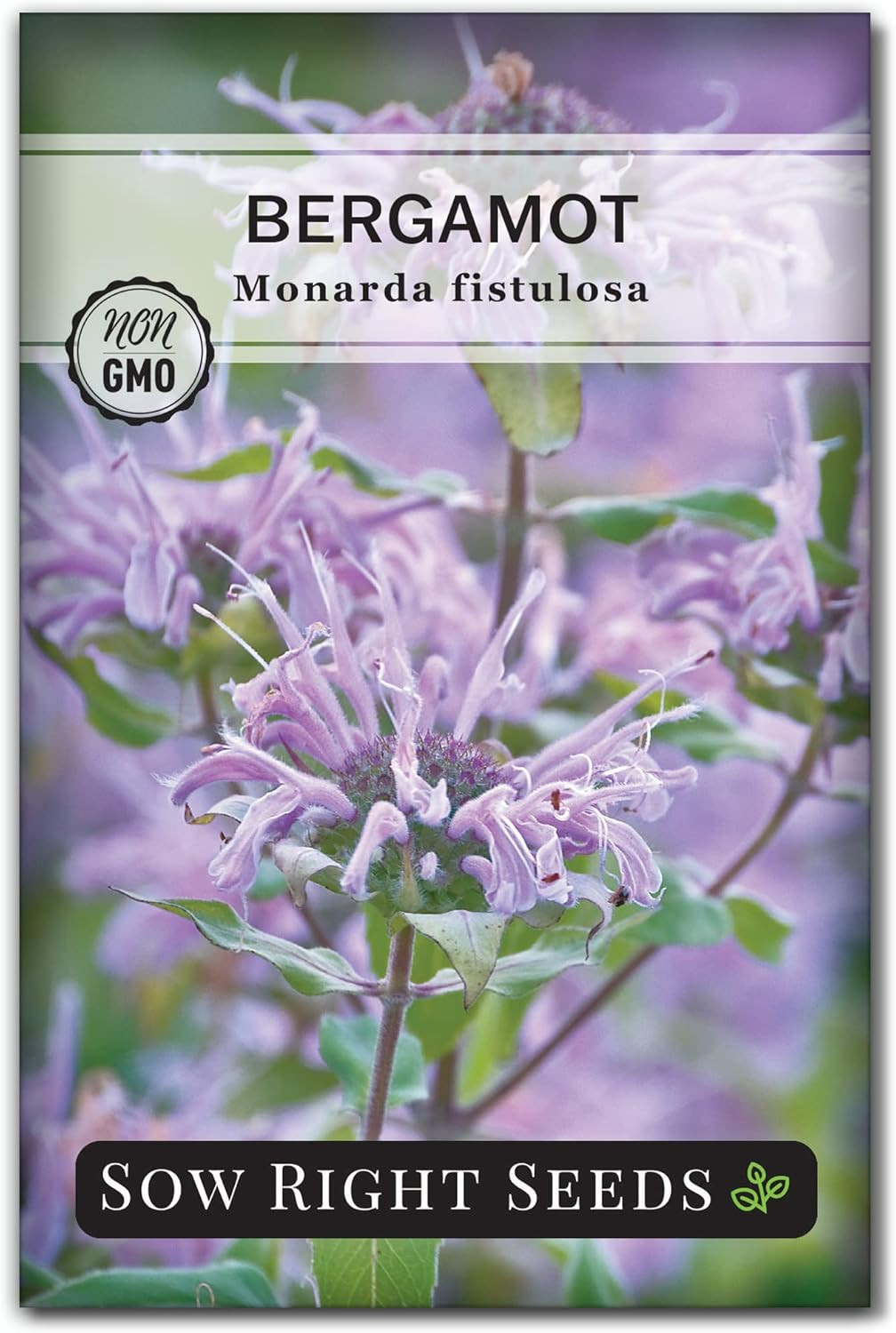 – Bergamot (Bee Balm) Flower Seeds for Planting – Beautiful Flowers to Plant in