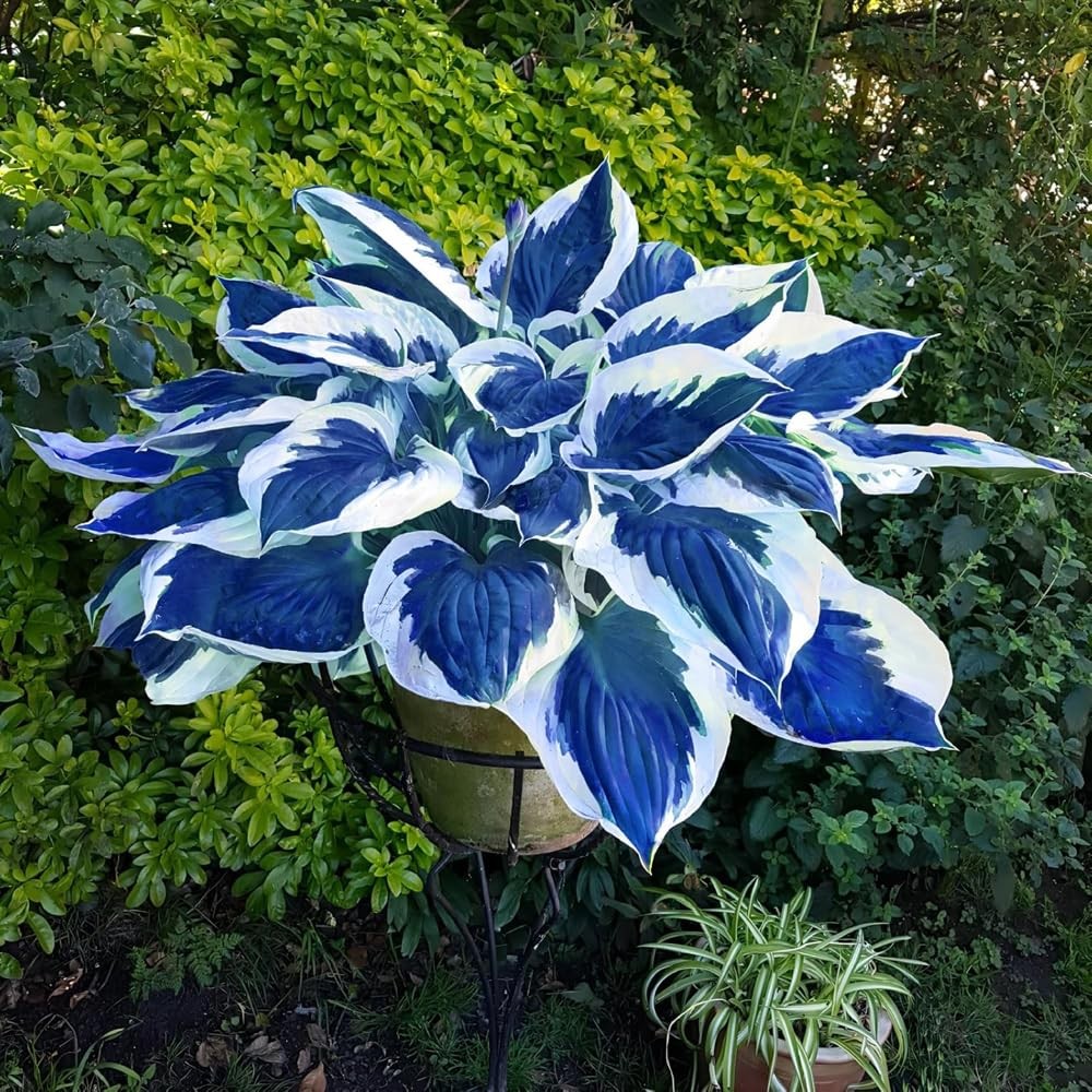 Hosta Seeds Blue and Black (300+ Seeds),Hosta Seeds Blue Perennial for Planti…
