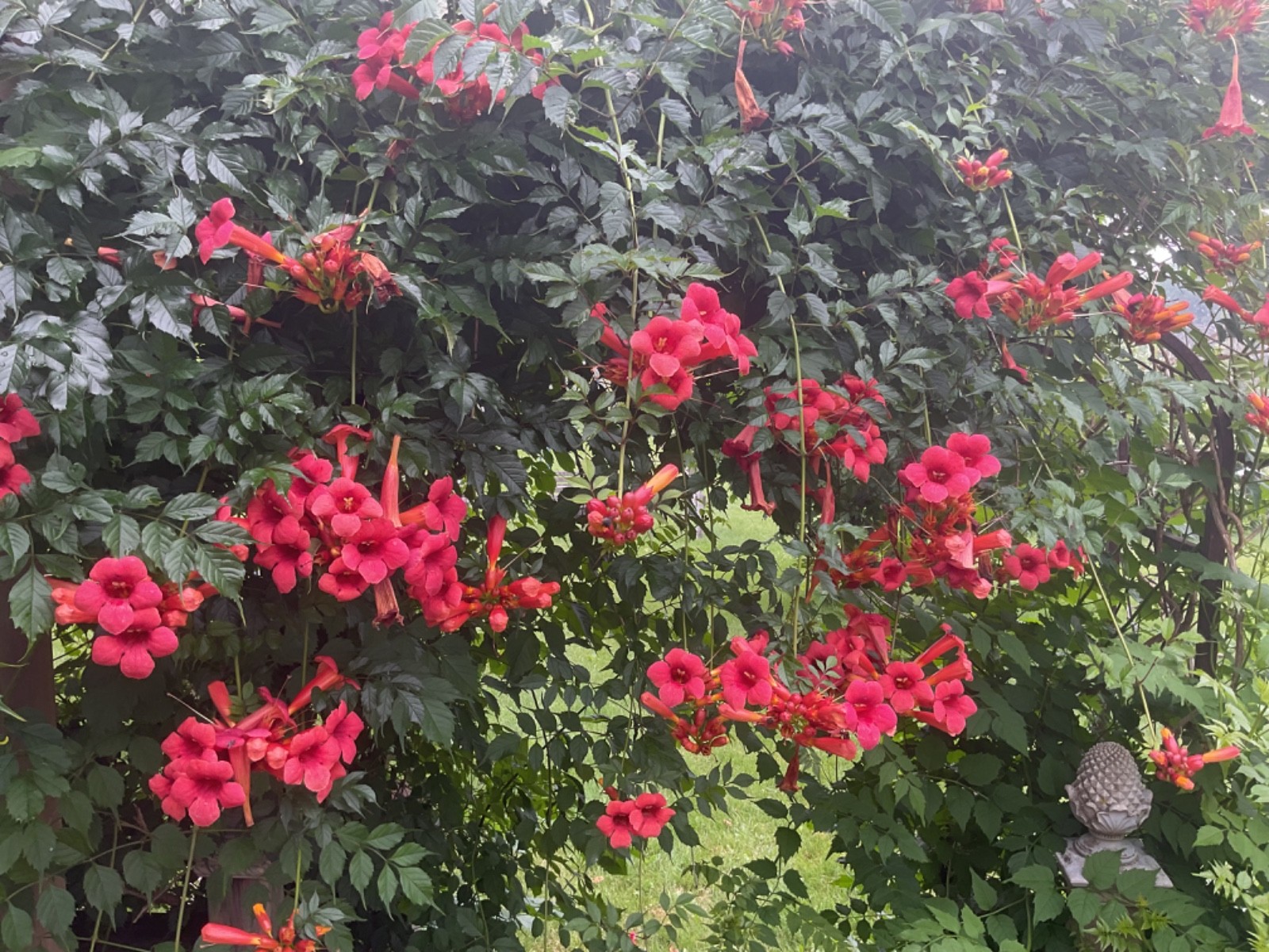 Trumpet Vine Trumpet Creeper (Campsis radicans), 25+ seeds