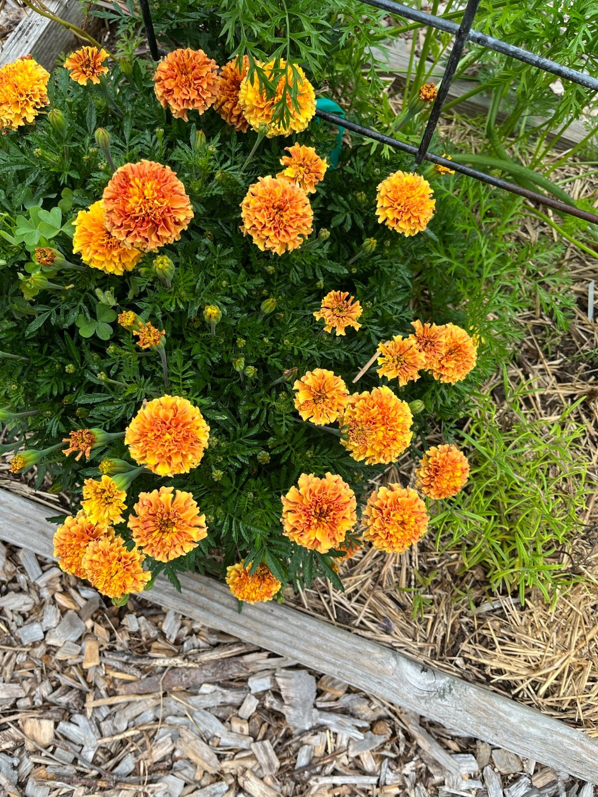 Strawberry Blonde Marigold – 15 seeds