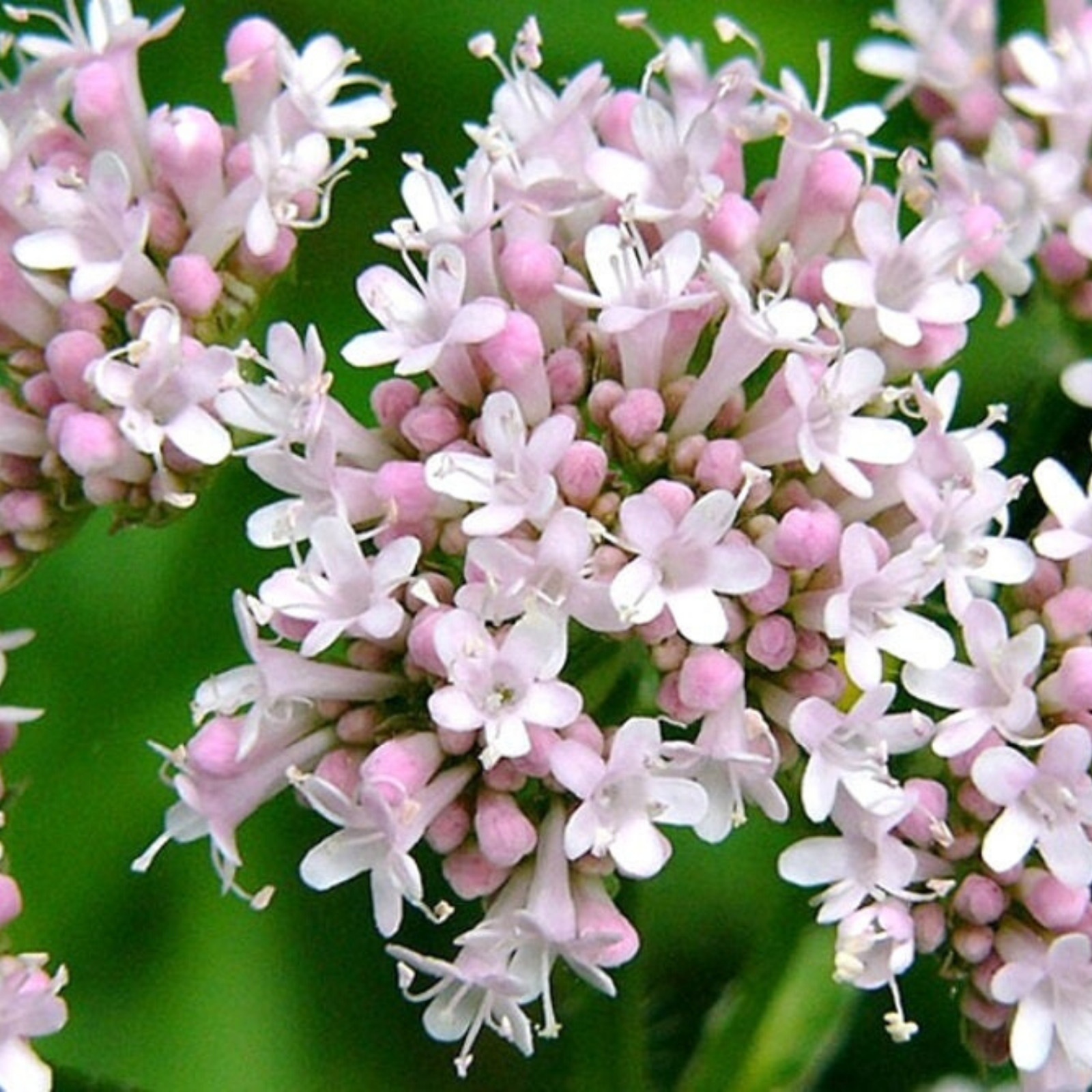 Valerian (Valeriana Officinalis) • Medicinal • Bee Friendly • 100 seeds
