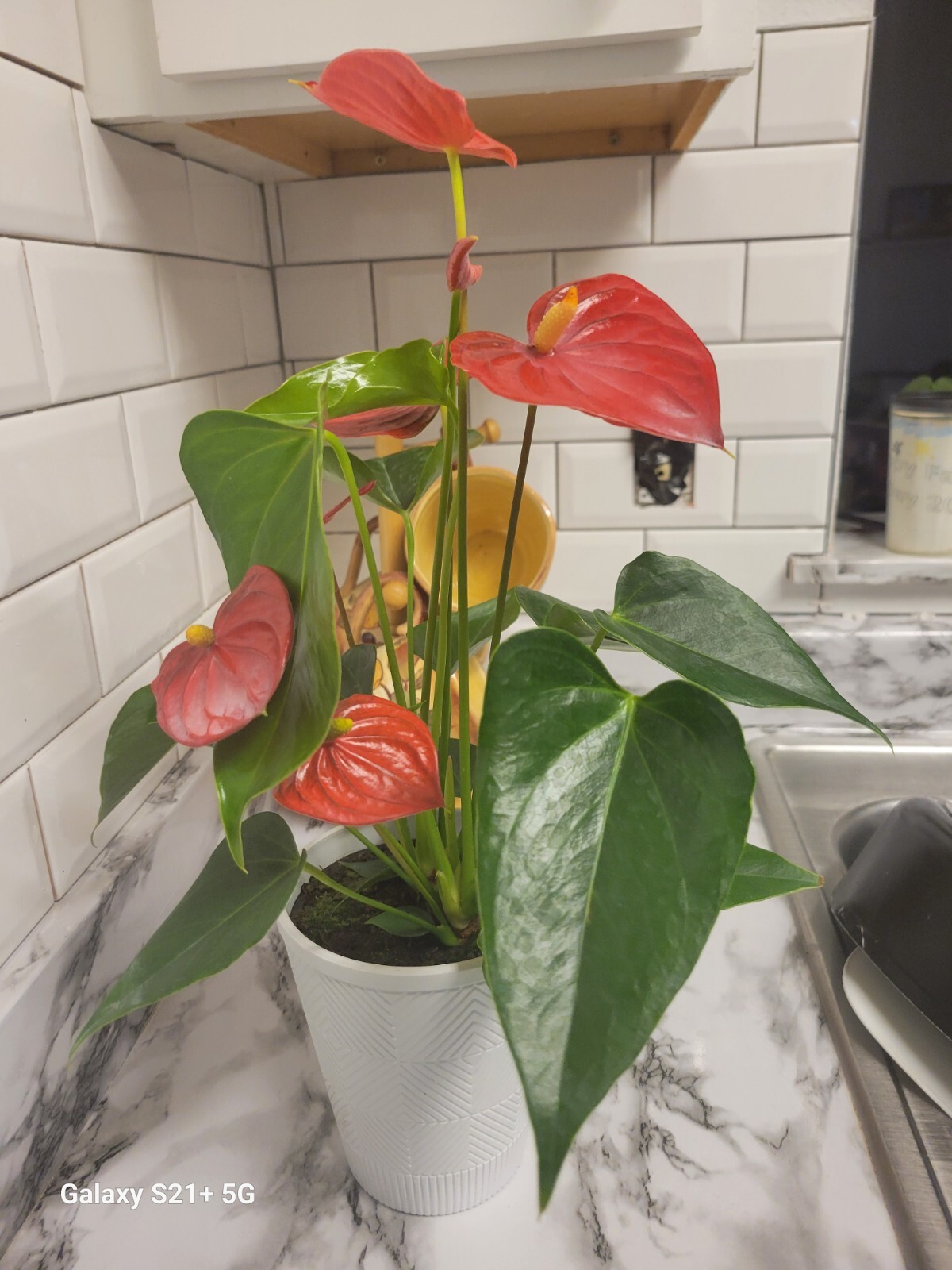 Anthurium Red Flowering Plant in Pot Actua Live Houseplant Decor for Office/Home