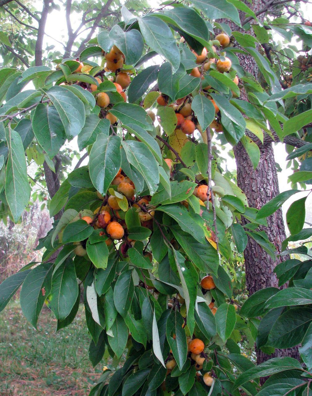American Persimmon Diospyros virginiana from Indiana Organic 20 ct Taste Great !