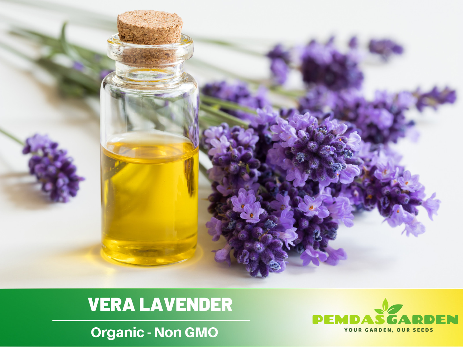 155 seeds| Vera Lavender Flower Herb Seeds #6008