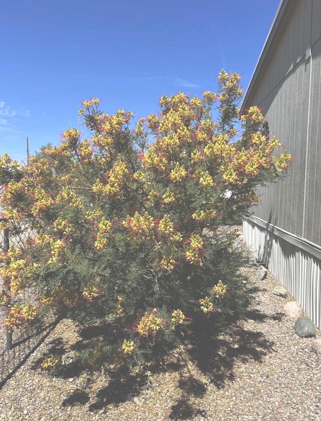 MEXICAN BIRD OF PARADISE Seed, Yellow Flowering Shrub, Home Grown, 15+ Seed