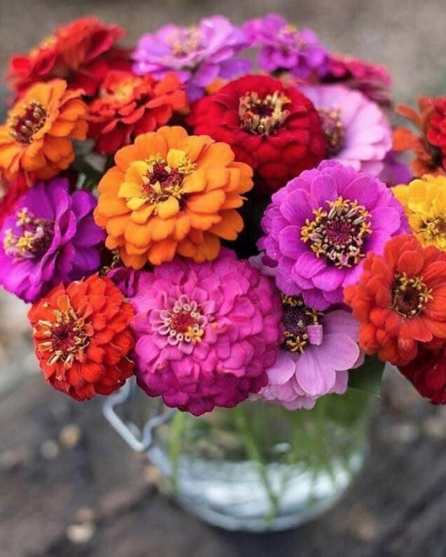 ZINNIA Elegans Flower Seeds * PUMILA MIX * Dahlia Bouquet Heirloom Seed Pick Qty