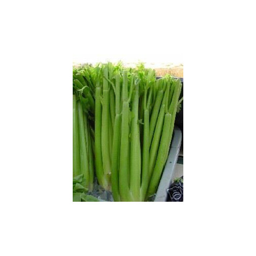 Celery Tall Utah Great Heirloom Vegetable by Seed Kingdom (1 Oz Seeds)