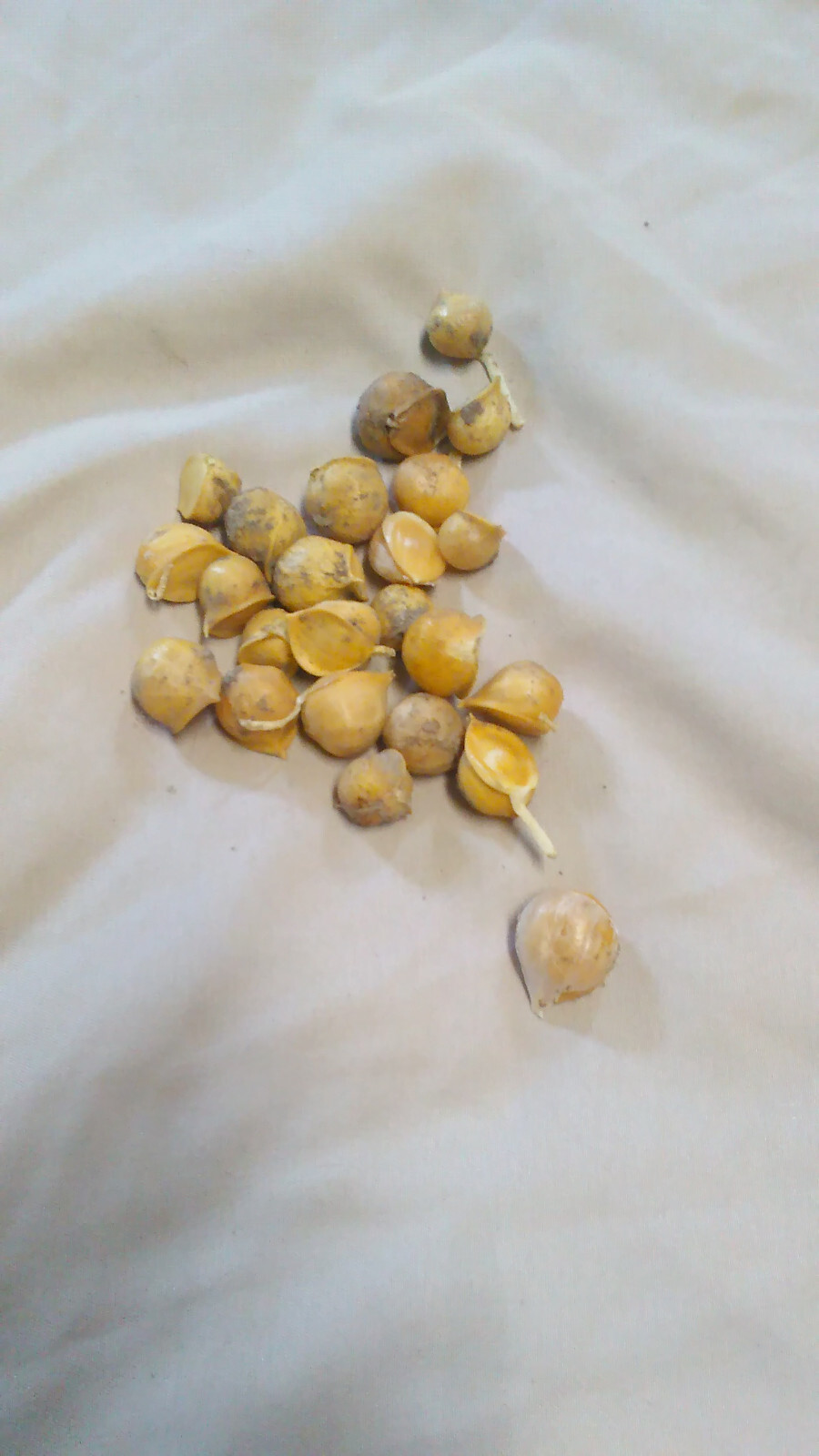 15 Garlic (Allium sativum) Corms/Bulbils- Fresh & Ready To Plant