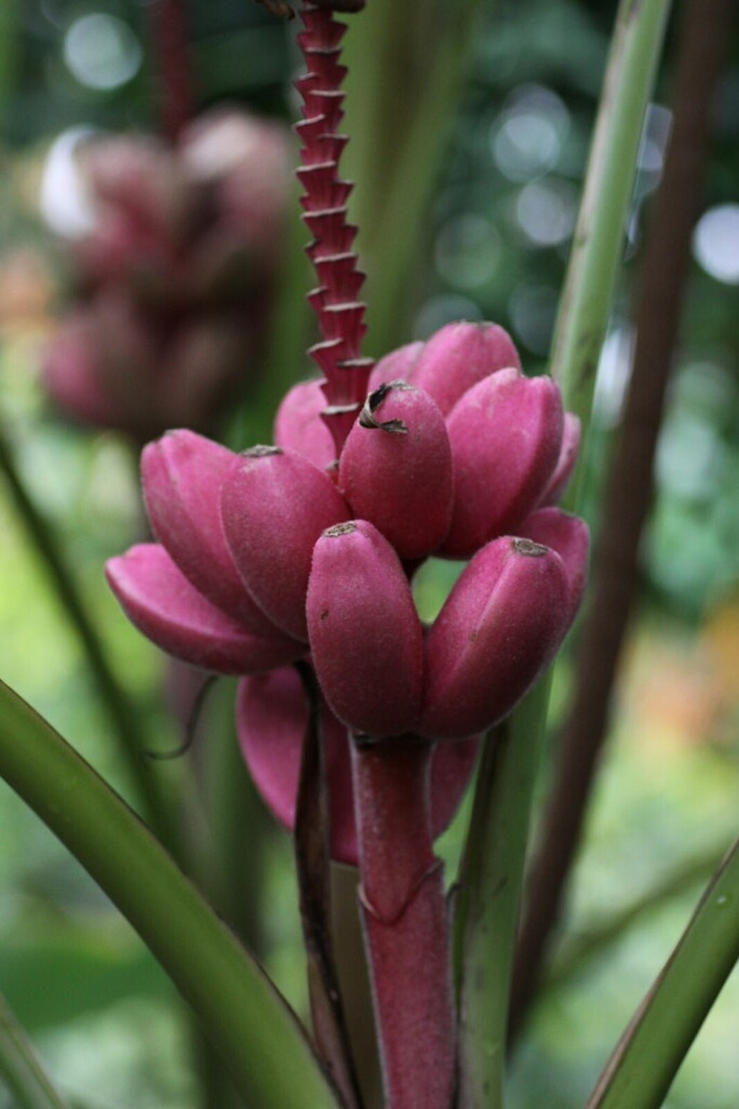 Organic Pink Banana {Musa veluntina} Fast Growing 5 Seeds Free Shipping!