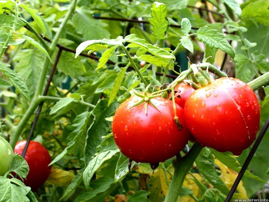 45 Organic Non-GMO Homestead Tomato Seeds. HIGHLY PRODUCTIVE- Seeds Of Tomorrow