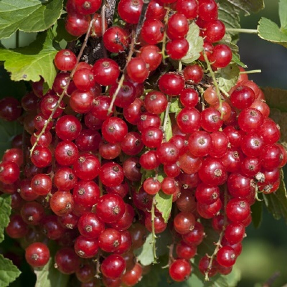 Jonkheer Van Tets Red Currant Rooted Cutting Plug, 1 rooted plant 10-16″ tall
